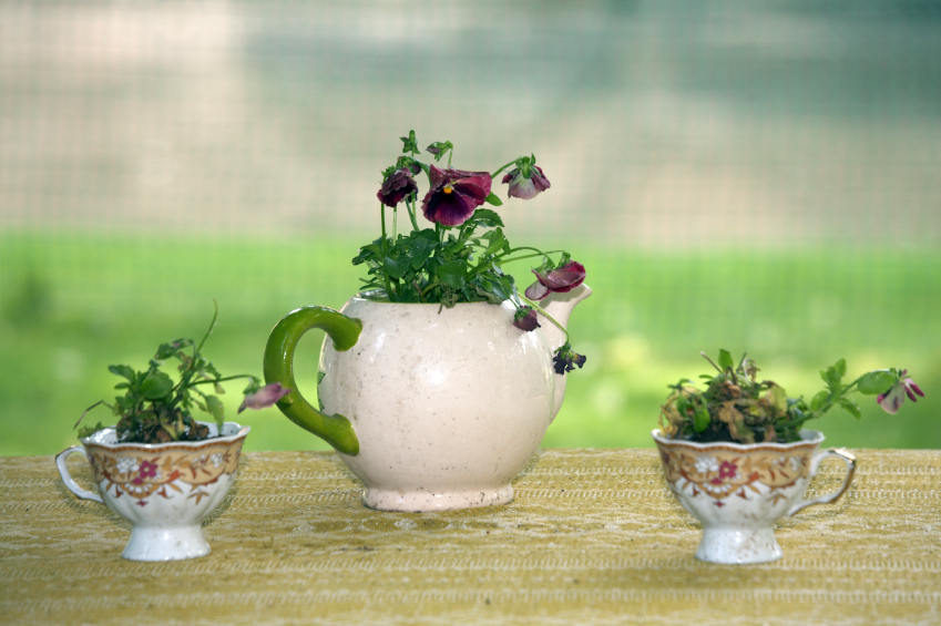 teapot-plantpot