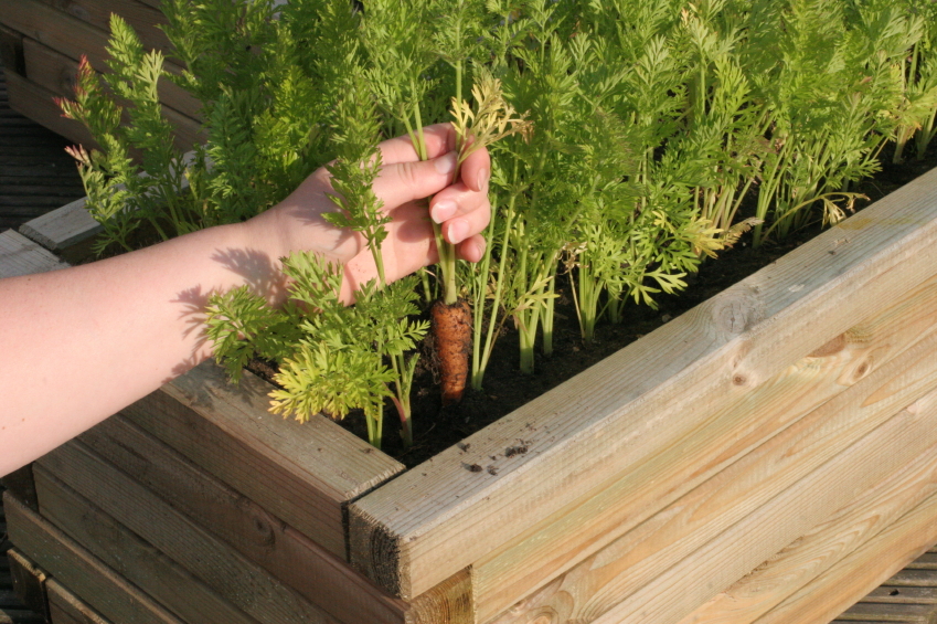 growing-carrots
