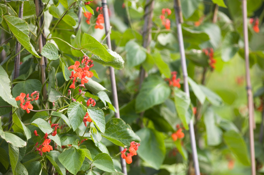 runner-beans