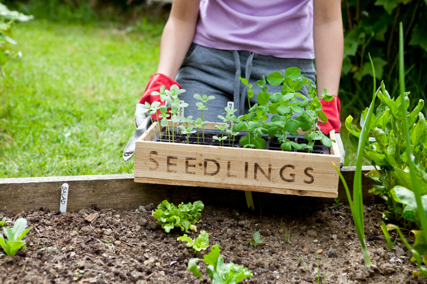 seedling-planting