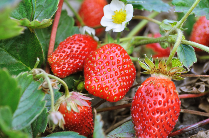 homegrown-strawberries